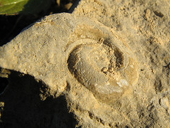 fosil caracol